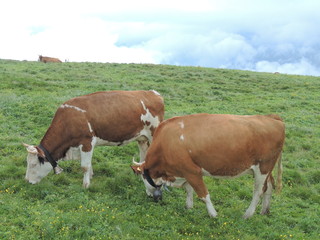 Fototapeta na wymiar Cows On Pasture