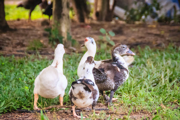 Domestic Muscovy ducks in the open farming. The Muscovy Duck (Cairina moschata) is a large duck native to Mexico, Central, and South America.