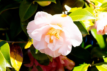 camellia in Melbourne, Australia, dandenong garden.