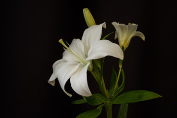 Obraz premium White lilies on black background close-up