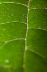 green leaf, macro
