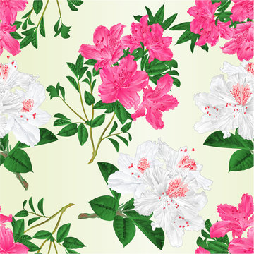 Seamless texture twigs pink and white  rhododendrons  with flowers and leaves   vintage vector editable botanical illustration hand draw