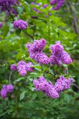 Purple flowers in the garden.