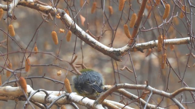 Titmouse on the branches of birch