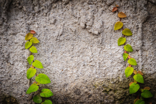 Rough wall with ivy and purple leaves background. Climbing fig on rough wall with wandering jew background. Background and texture of green creeping fig and purple secretia on rough wall.