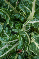 green leafs