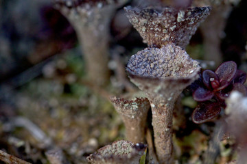 winzige Pilze - obrazy, fototapety, plakaty