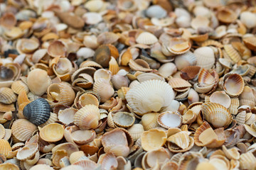 Many small shells close-up lying on the beach on a summer day