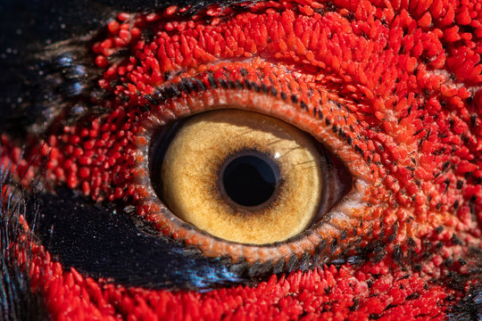 Pheasant eye close-up, macro photo, eye of the Ringnecked pheasant male, Phasianus colchicus