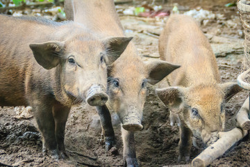 Fototapeta premium Group of domesticated wild boar eating food in the tropical forest. The wild boar (Sus scrofa), also known as the wild swine or Eurasian wild pig, is a suid native to much of Eurasia and North Africa.