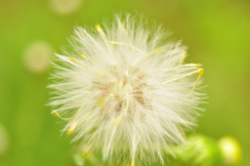 dandelion, flower, nature, seed, plant, green, summer, spring, white, grass, flora, macro, flowers, seeds, weed, fluffy, blossom, wind, blowball, close-up, closeup, meadow, beauty, head