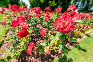 London, UK Queen Mary's Rose Gardens in Regent's park during sunny summer day with red colorful vibrant vivid flowers wide angle closeup