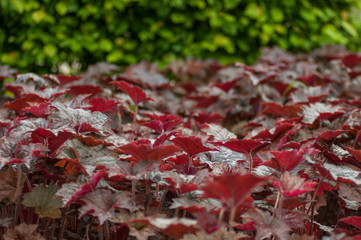 red, green, leafs