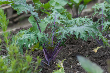 green, purple plant, kohlrabi