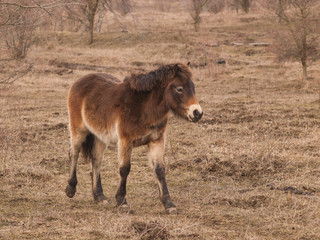 Exmoor pony on meadow.  Ecological project in Milovice (Czech Republic). Protection of rare species...
