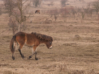 Exmoor pony on meadow.  Ecological project in Milovice (Czech Republic). Protection of rare species...