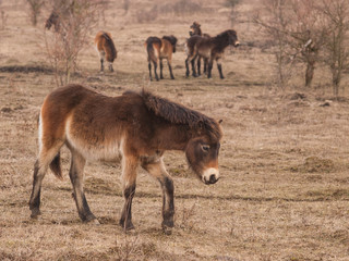Group of Exmoor ponies on meadow.  Ecological project in Milovice (Czech Republic). Protection of...