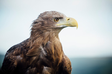 Adler Vogel Steinadler mit stolzem Blick Gesicht Raubvogel