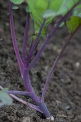 green, purple plant, kohlrabi