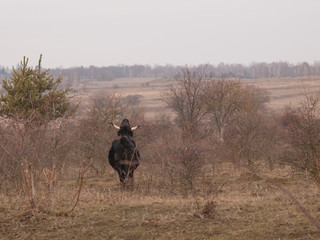 Aurochs on meadow.  Ecological project in Milovice (Czech Republic). Protection of rare species of...