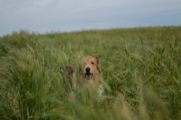 dog on wheat