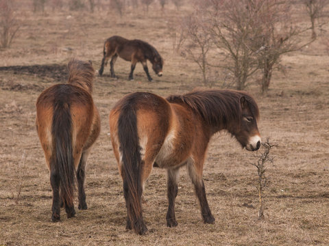 Group of Exmoor ponies on meadow.  Ecological project in Milovice (Czech Republic). Protection of rare species of plants and insects by pasturing of grass by wild horses, aurochs and european bisons.