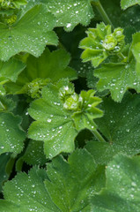 dew drop on green leaf