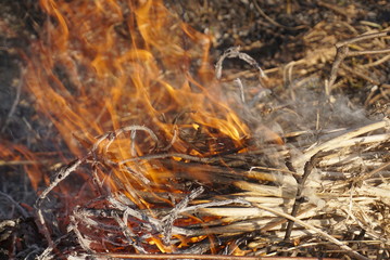 Burning dry grass close up