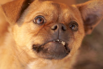 portrait of a surprised dog