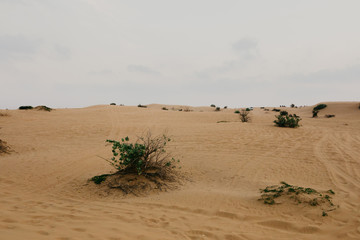 Fototapeta na wymiar beautiful Arabian desert landscape