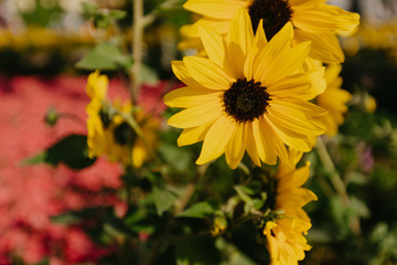yellow flowers close up view