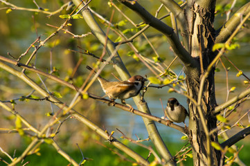 pair of sparrows in the branches of a tree