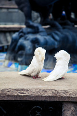 Photo of two pigeons. Decorative fluffy pigeons are sitting close together. The wind develops pigeon plumage.
