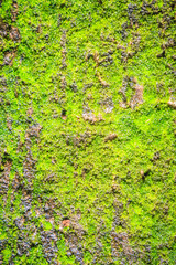 Obraz premium Green mossy background cover the rough stones in the tropical forrest. Gray stone with green moss texture background. Closeup old stone overgrown with green moss in natural forest.