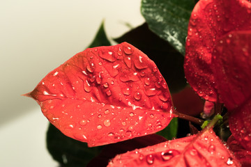 A red leaf of a plant