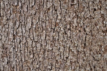 White Oak tree bark background texture, Winter in Georgia USA.
