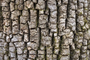 Ash tree bark background texture, Winter in Georgia USA.