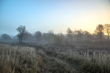 Morning fog in forest