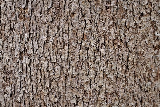 White Oak tree bark background texture, Winter in Georgia USA.