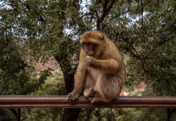 Barbary Macaque Monkey sitting on ground in the great Atlas mountain forests with green leaves on the background of Ouzoud waterfalls, Morocco, Africa