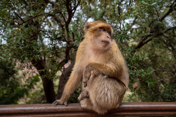 Naklejka na ściany i meble Barbary Macaque Monkey sitting on ground in the great Atlas mountain forests with green leaves on the background of Ouzoud waterfalls, Morocco, Africa