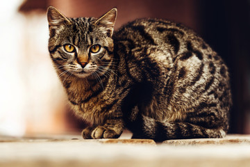 Cute stray cat portrait