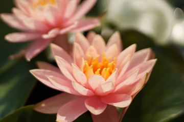 Lotus flowers in the park's pond. 