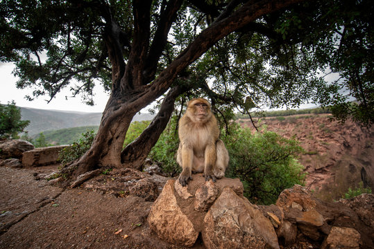 Barbary Macaque Monkey sitting on ground in the great Atlas mountain forests with green leaves on the background of Ouzoud waterfalls, Morocco, Africa