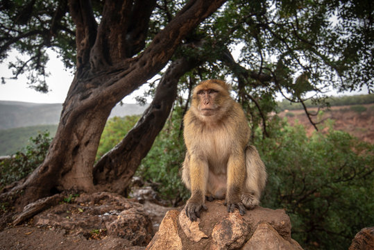 Barbary Macaque Monkey sitting on ground in the great Atlas mountain forests with green leaves on the background of Ouzoud waterfalls, Morocco, Africa