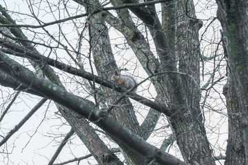 Squirrel sitting on a tree with acorn in mouth in the autumn forest against the sky, autumn in Finland.