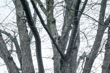 Fototapeta premium Squirrel sitting on a tree with acorn in mouth in the autumn forest against the sky, autumn in Finland.