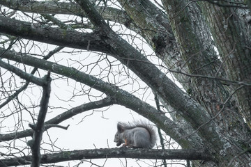 Squirrel sitting on a tree with acorn in mouth in the autumn forest against the sky, autumn in Finland.