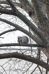 Squirrel sitting on a tree with acorn in mouth in the autumn forest against the sky, autumn in Finland.