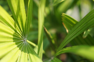 Natural Green leaf  pattern background.